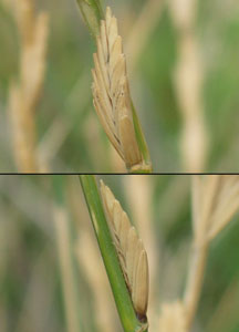 Spikelet of Tall Wheat-grass