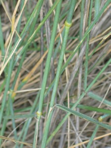 Stems of Tall Wheat-grass