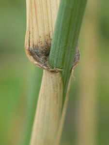 Stem and leaf of Tall Wheat-grass