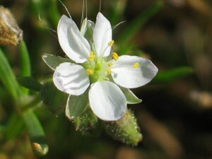 Tasmanian Sand-spurrey flower