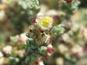 Thorny Lawrencia flower