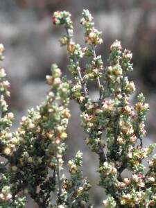Thorny Lawrencia flowering stems