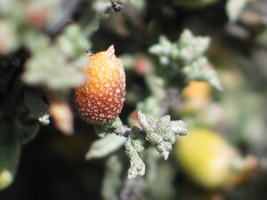 Thorny Lawrencia fruit