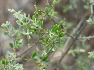 Thorny Saltbush leaves