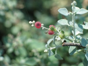 Mature fruit of Thorny Saltbush