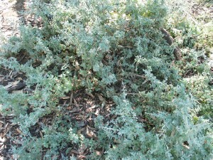 Thorny Saltbush plant