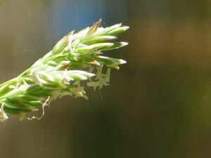 Spikelets of Tussock Poa with exserted anthers