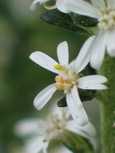 Twiggy Daisy-bush flower