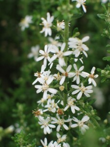 Twiggy Daisy-bush flowers