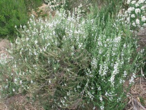 Twiggy Daisy-bush plant