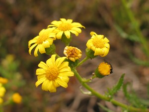 Flowers of Variable Groundsel (var. lanceolatus)