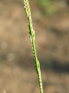 Flower-head of Warrego Summer-grass showing appressed branches