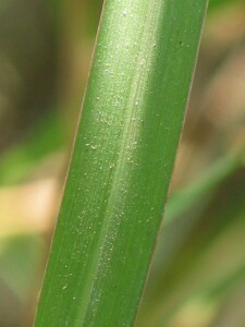 Warrego Summer-grass leaf