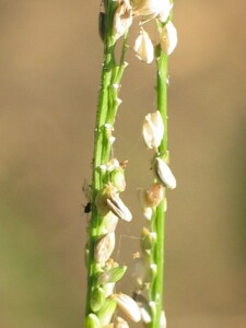 Mature and falling spikelets of Warrego Summer-grass