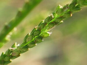 Spikelets of Warrego Summer-grass