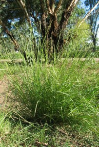 Warrego Summer-grass tussock