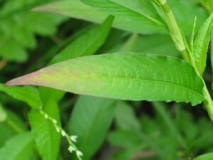 Water-pepper leaf