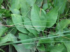Leaves of Water-plantain