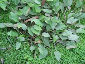 Water-plantain plant