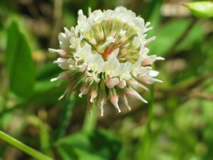 White Clover Flower-heads
