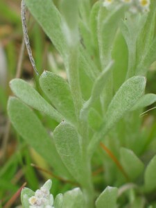 Leaves and stems of Whtie Cudweed