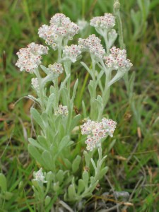 White Cudweed plants