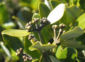 White mangrove flower buds - Salinity Indicator Plants