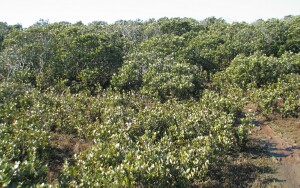 White mangrove forest - Salinity Indicator Plants
