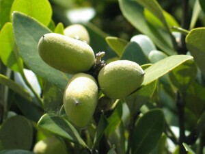 White mangrove fruit