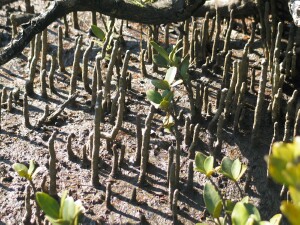 White mangrove pnematophores close up - Salinity Indicator Plants