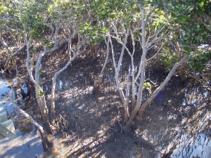 White mangrove growing on saline mudflats - Salinity Indicator Plants
