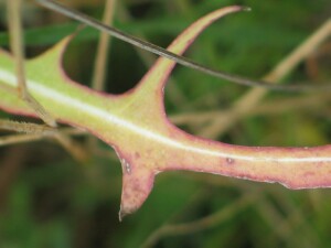 Basal leaf of Willow-leaf Lettuce