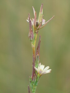 Flowers and buds of Willow-leaf Lettuce