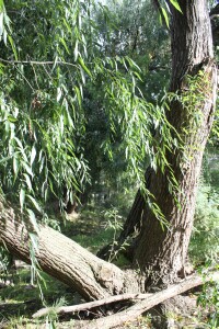 Willow trunk