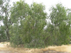Willow Wattle trees