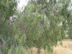 Weeping branches of Willow Wattle 