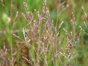 Flower-heads of Wind-flattened Tussock grass