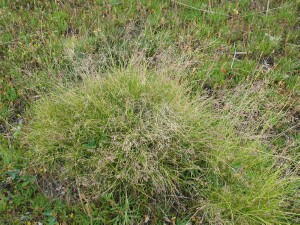 Flowering tussock of Wind-flattened Tussock-grass