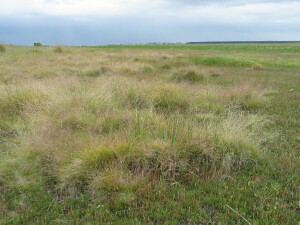 Wind-flattened Tussock-grass population