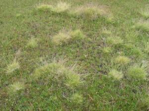 Tussocks of Wind-flattened Tussock-grass 