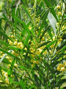 Leaves and flowers of Wirilda