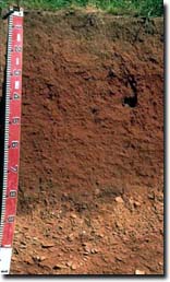 Photo: Red Dermosol Soil Pit Site Profile