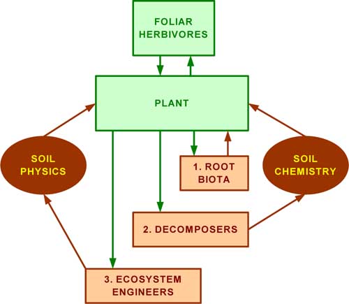 Conceptual diagram of an interactive web, showing main interactions between plants and biotic and abiotic constituents