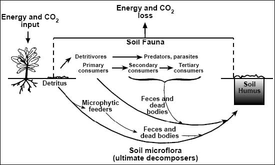 Diagram of the process of photosynthesis