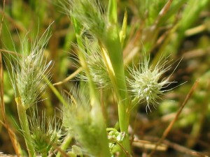 Image:  Annual Beard Grass - emerging flowerheads