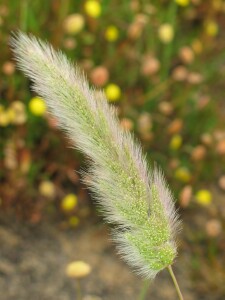 Annual Beard-grass - mature flowerhead