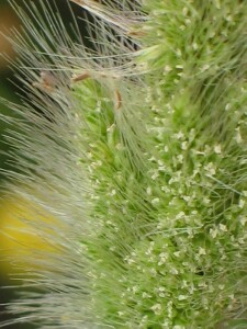 Annual Beard-grass - mature flowerhead closeup