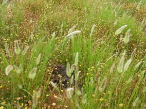 Image:  Annual Beard Grass
