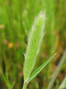 Annual Beard-grass - young flowerhead