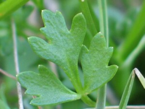 Annual Celery - single leaf